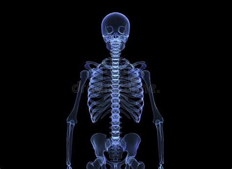 X Ray Male Human Body Skeleton Stock Illustrations 1 283 X Ray Male