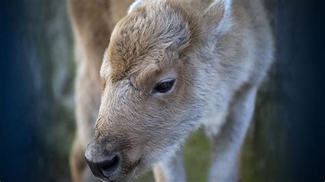 Rare white buffalo calf has Yellowstone visitors’ attention – NBC Chicago