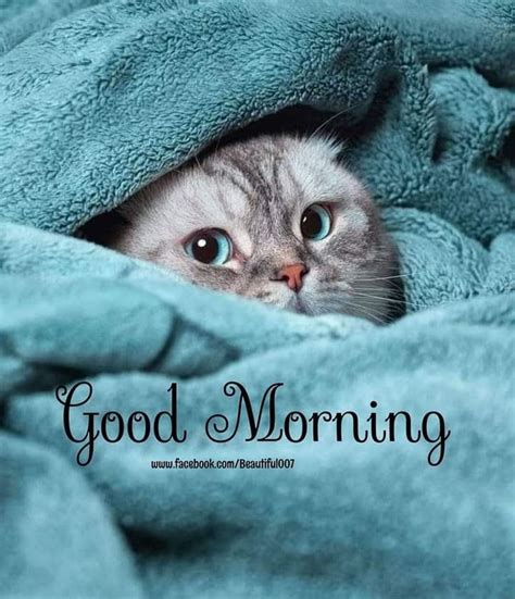 Good Morning Cat And Kitten Picture Good Morning Pictures