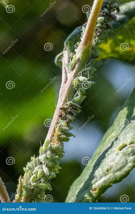 Aphid Infested Apple Tree Stock Image Image Of Cultivated 166696615