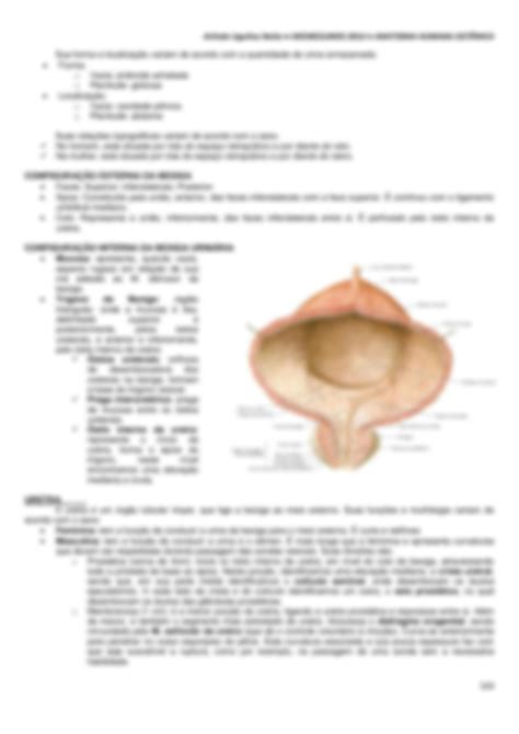 SOLUTION Anatomia Humana Sist Mica 09 Sistema Urin Rio Studypool