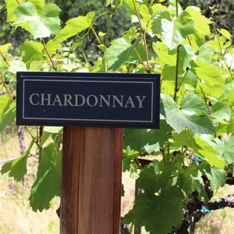 Chardonnay Vs Pinot Grigio Unraveling The Differences Seasons In The