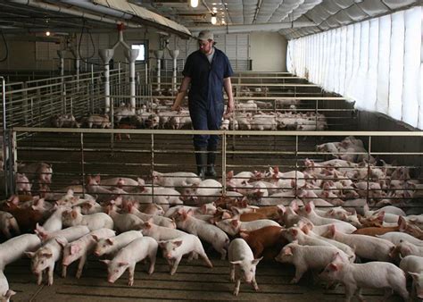 Control The Rising Cost Of Production Pork Business