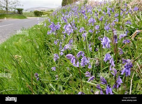 Bord De La Route De Fleurs Sauvages Banque De Photographies Et Dimages