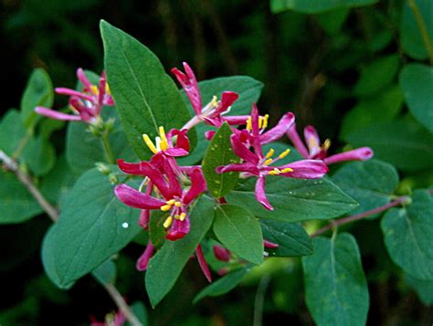 Tartarian Honeysuckle