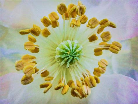 Psychedelic Poppy Photograph By TK Goforth Fine Art America