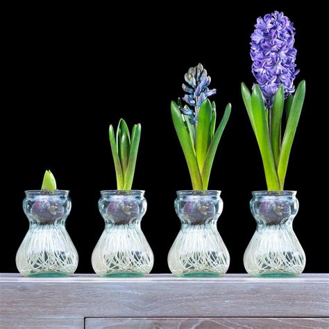 Van Zyverden Blue Hyacinth Bulb Kit With Clear Artisan Glass