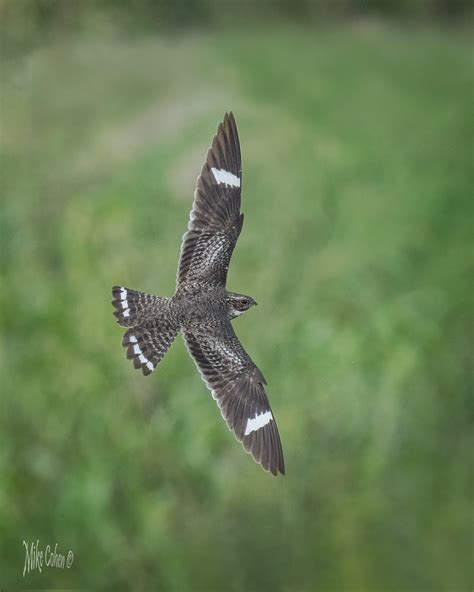 Common Nighthawk I Had The Opportunity To Spend The Day Wi Flickr