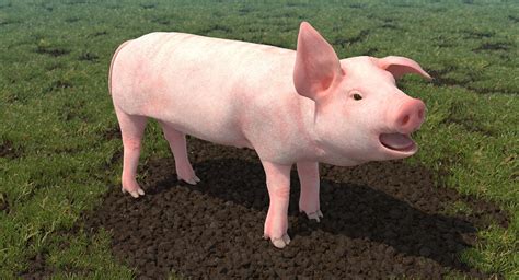 Pig Piglet Landrace Rigged Model TurboSquid 1377345