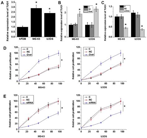 Effects Of Tug1 Knockdown And Overexpression On Cell Viability A