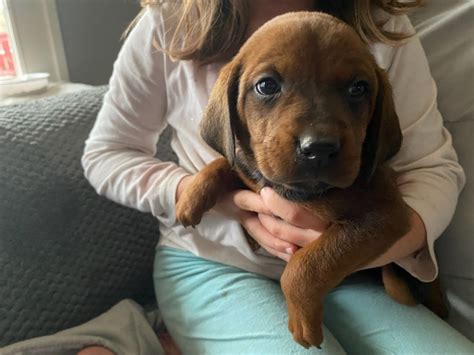 Redbone Coonhound Puppies For Sale Mount Pleasant Tx 397792