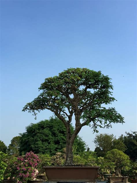 Campeche Plants Bonsai Garden