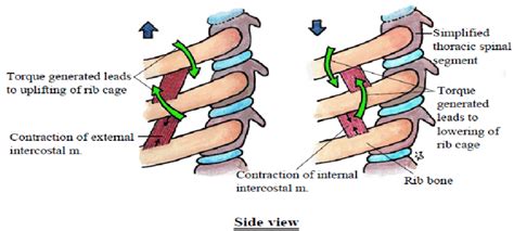 Difference Between Internal And External Intercostal Muscles