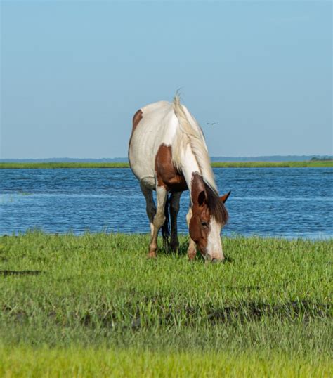 The Saltwater Cowboys of Chincoteague Island - Eastern Shore of Virginia Tourism Commission