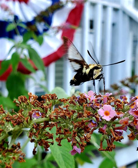 Hummingbird Moth (NE Pennsylvania) : r/moths