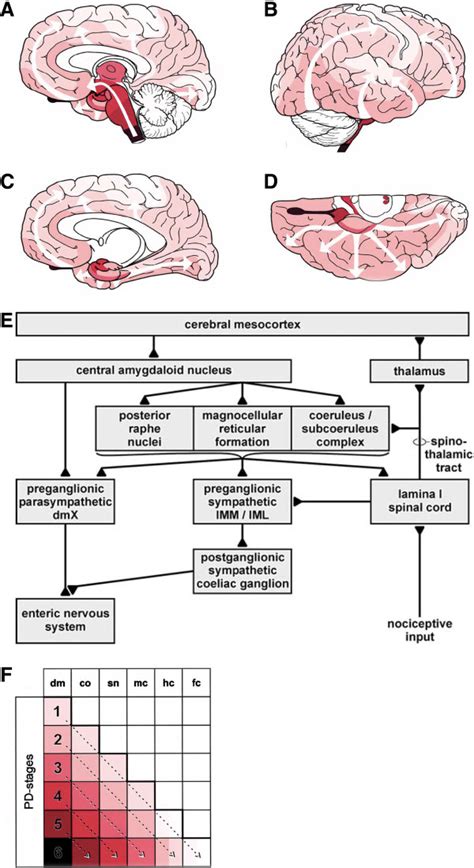 Braaks Staging Of Parkinsons Disease Pathology Progression A D Download Scientific Diagram