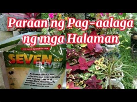 Paraan Ng Pag Aalaga Ng Mga Halaman Youtube