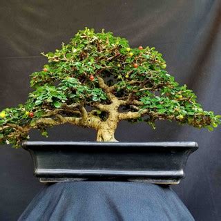 Jual Bonsai Tanaman Hias Pohon Hokianti Hokiantea Mikro Buah Juara