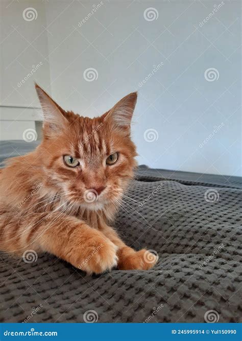 Retrato Del Gato Maine Coon De Jengibre Grande Foto De Archivo Imagen