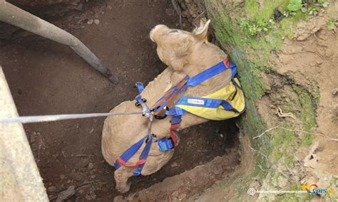 Gard un veau tombé dans un puits sauvé par les pompiers