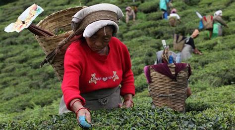 Assam Government Open For Diversification Of Tea Garden Lands North East India News The