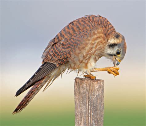 American Kestrel