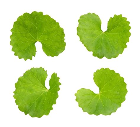 Premium Photo Gotu Kola Or Centella Asiatica Green Leaves Isolated On