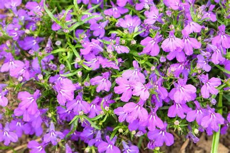 El Arbusto De Flores Moradas En El Jardín Foto de archivo Imagen de