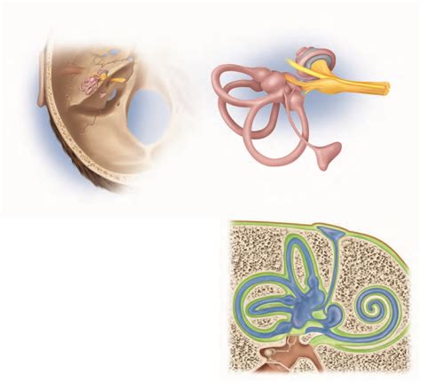 Anatomy of the Membranous Labyrinth Diagram | Quizlet