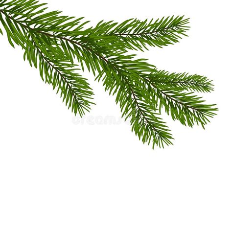 Green Realistic Branch Of Fir Fir Branches On White Christmas Vector