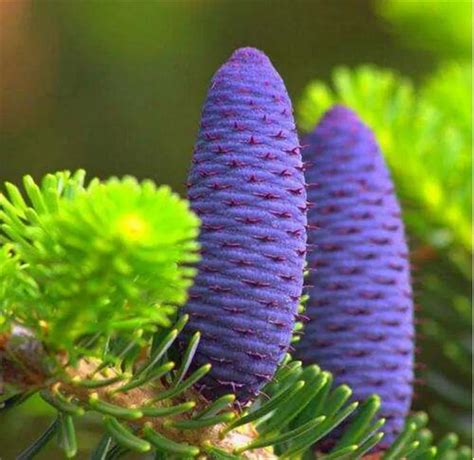 Ель С Фиолетовыми Шишками Название Фото — Картинки фотографии