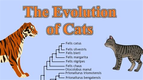 Evolution of Felidae [College Assignment] - YouTube