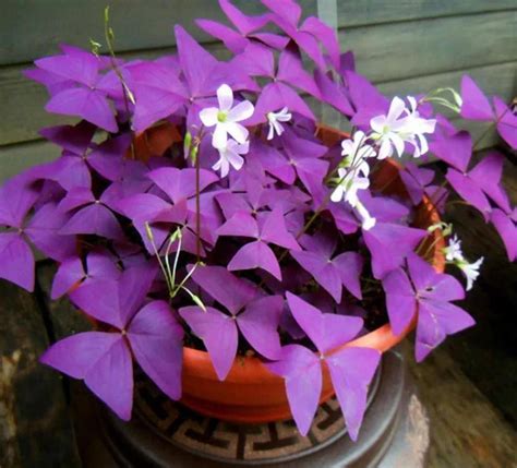 Plantas De Interior Populares Que Simbolizan Buena Fortuna Paz Y