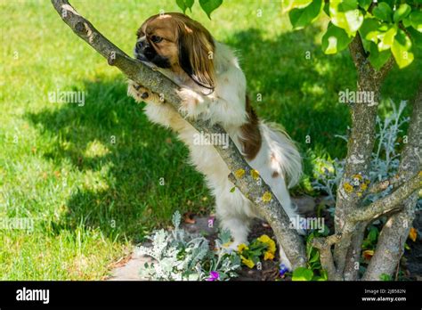 young pekingese dog   garden selective focus stock photo alamy