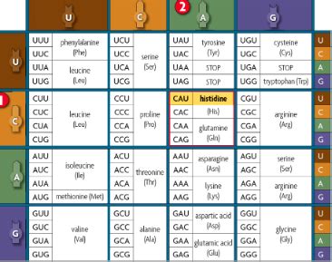 Biology Spring Semester Final Exam Study Guide Flashcards Quizlet