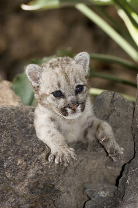 Cougar baby puma stock photo. Image of baby, face, mountain - 9327958