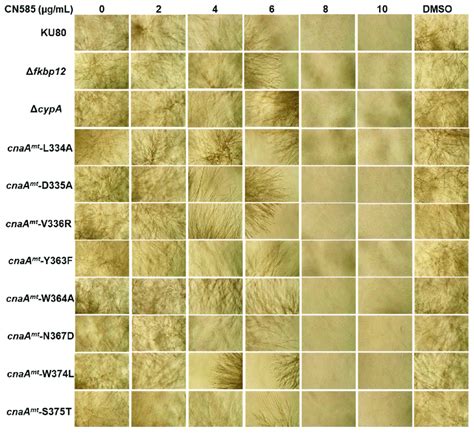 Growth Of The Wild Type A Fumigatus Ku Fk Binding Protein