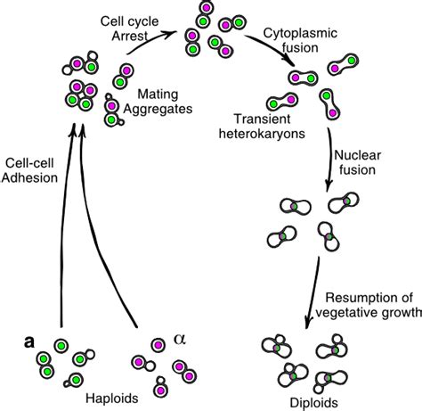 Yeast Genetics Fig 2