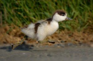 The Common Shelduck - A Duck Who Thinks He's A Fox