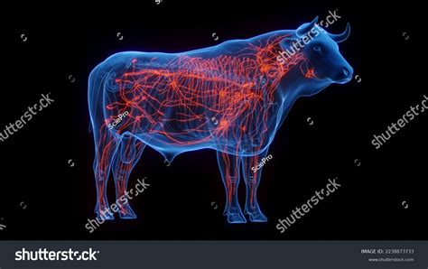 3d Rendered Medical Illustration Cow Anatomy Stock Illustration ...