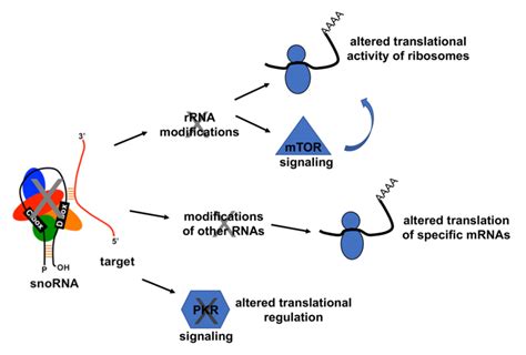 Potential mechanisms that link snoRNA loss-of-function and metabolism.... | Download Scientific ...