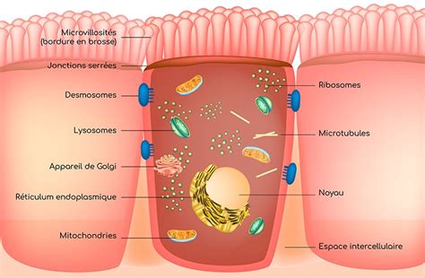 Ent Rocyte Caract Ristiques Et R Les Biologiques Nutrixeal Info