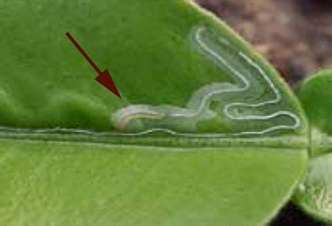 Citrus Leafminer: Diagnosis and Treatment - TastyLandscapeTastyLandscape