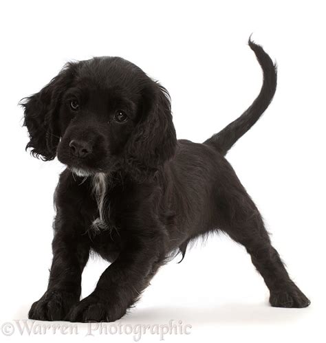 Dog: Playful Black Cocker Spaniel puppy photo WP45918