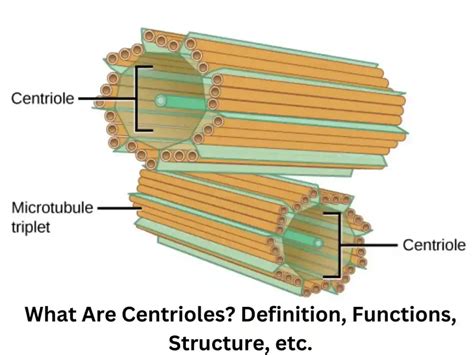 What Are Centrioles? Definition, Functions, Structure - 2025