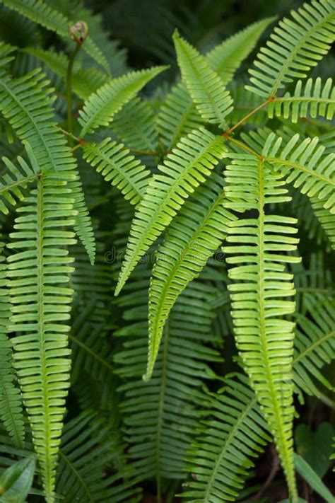 Wild Fern Plant In Nature Toned Photo Stock Image Image Of Decor