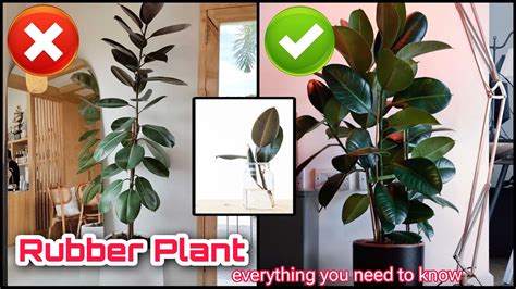 Make Your Rubber Plant Bushy Cutting And Propagating Rubber Fig