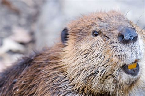 Beaver | A very busy beaver I was photographing this morning… | Flickr