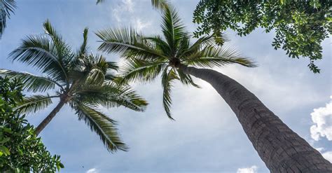 Low Angle Photography Of Green Leafed Coconut Trees Under White Sky