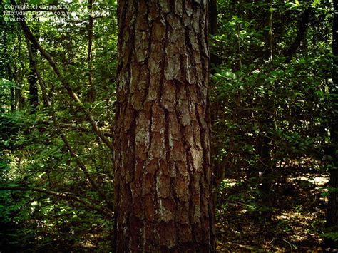 Plantfiles Pictures Pitch Pine Northern Pitch Pine Pinus Rigida By